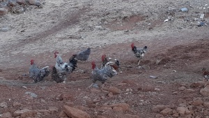 Die Hühner sind echt fleißig :-) ...